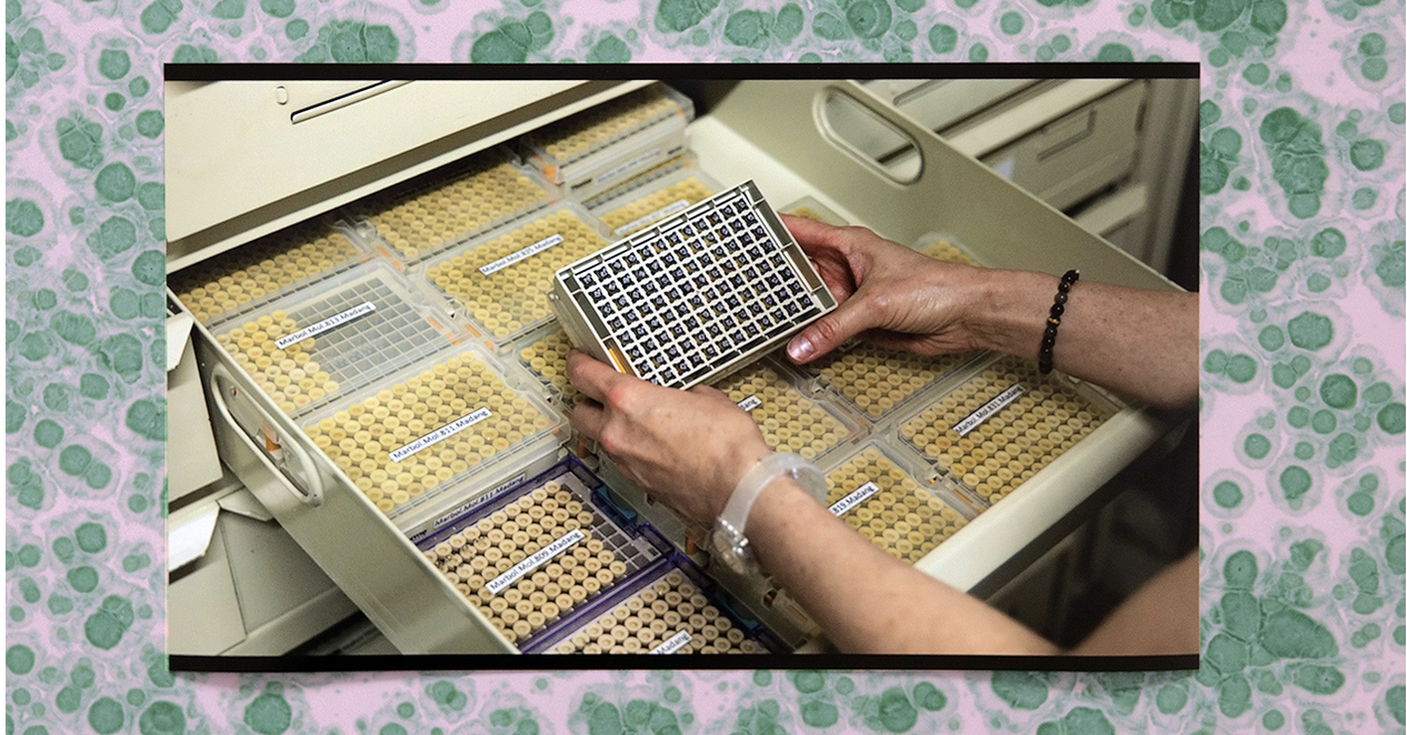 Biomimético-imago Caroline Reveillaud